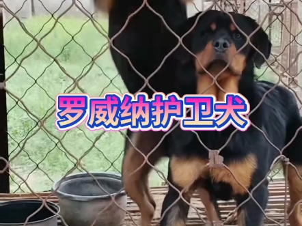 罗威纳幼犬防暴犬质优价廉哔哩哔哩bilibili