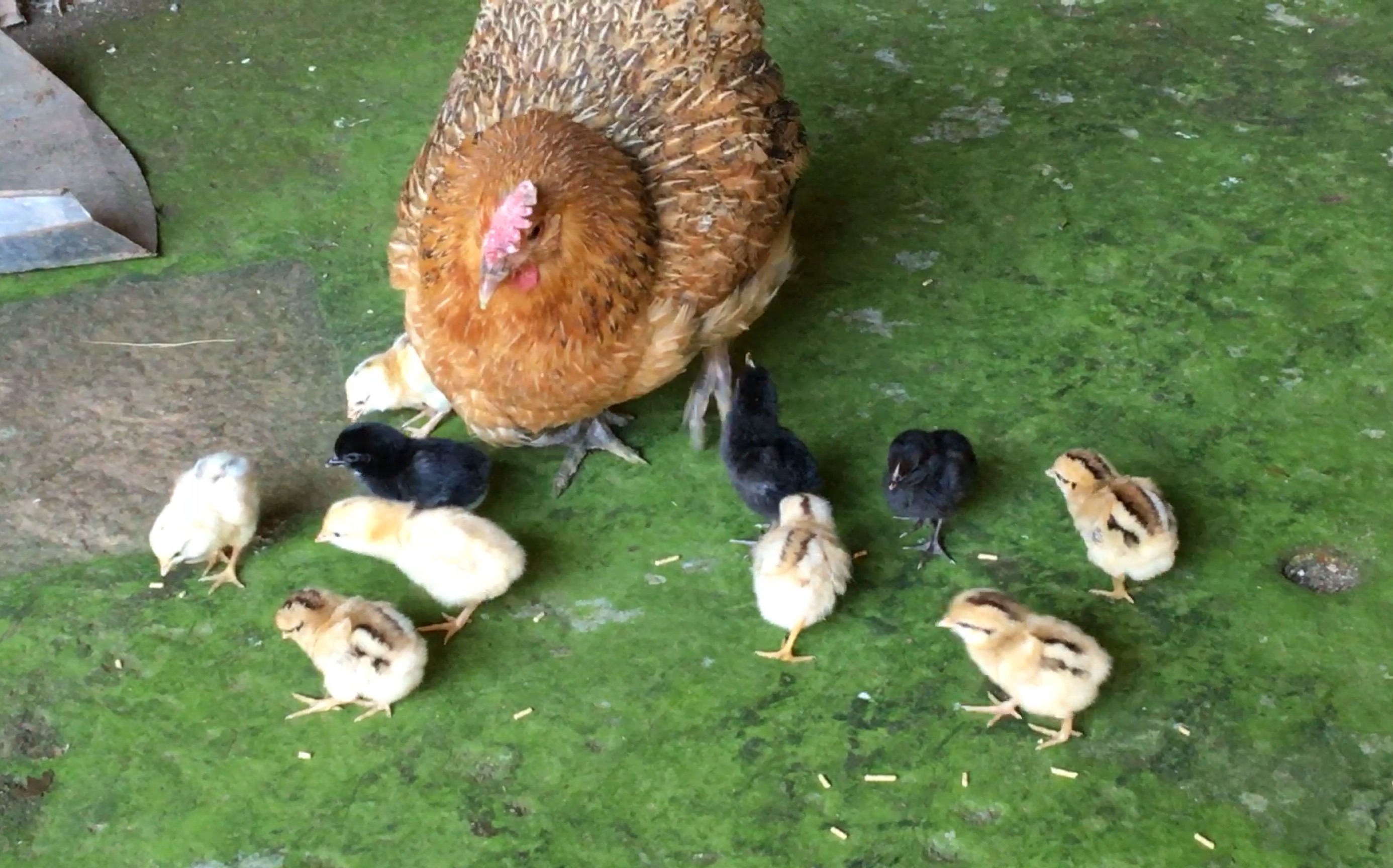 刚孵出来的小鸡仔_哔哩哔哩 (゜-゜)つロ 干杯~-bilibili