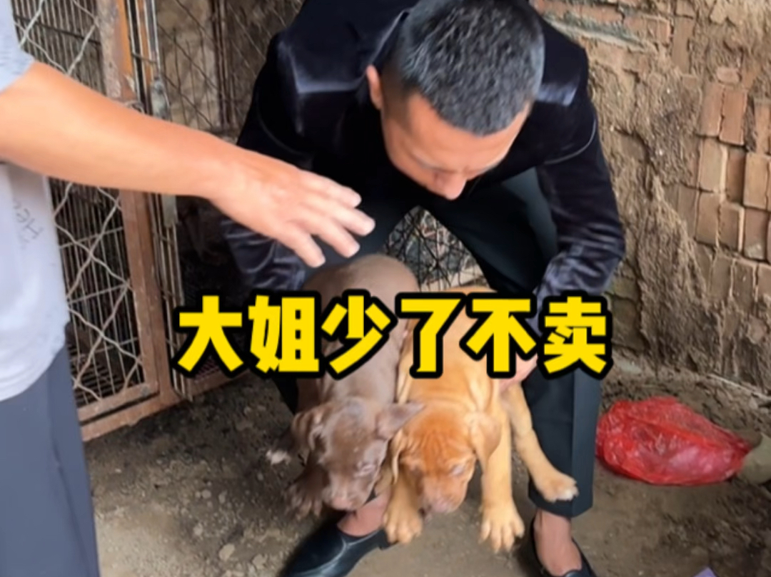 比特犬哔哩哔哩bilibili