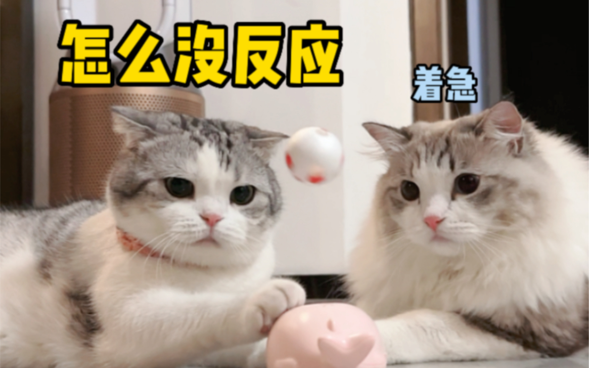 反应慢的猫咪玩足球,把另一只猫看急了哔哩哔哩bilibili