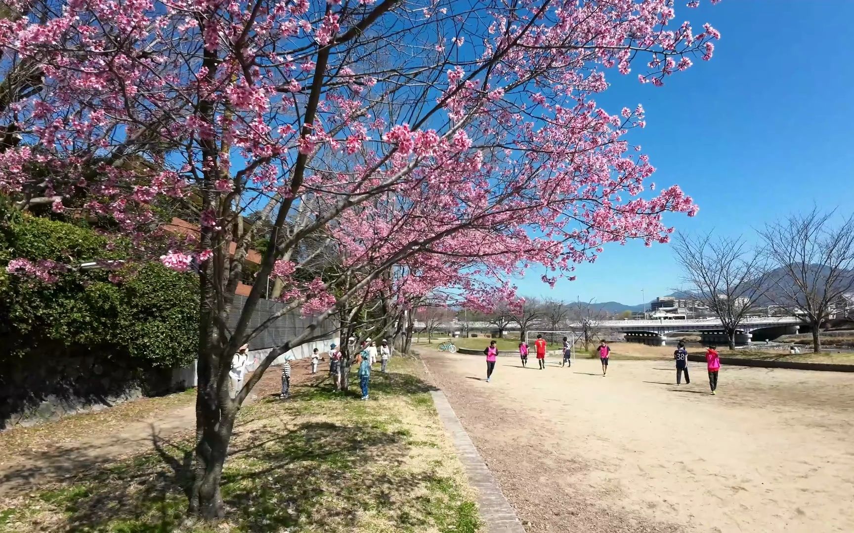 【超清日本】【京都】【4K】2023 京都 京都的樱花(袛园白川ⷥ†ˆ山公园ⷥ…륝‚塔ⷦ𘅦𐴥ﺩ哔哩哔哩bilibili