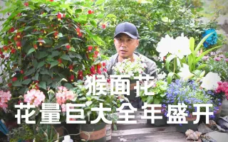 猴面花 哔哩哔哩 Bilibili 猴面花 哔哩哔哩 Bilibili