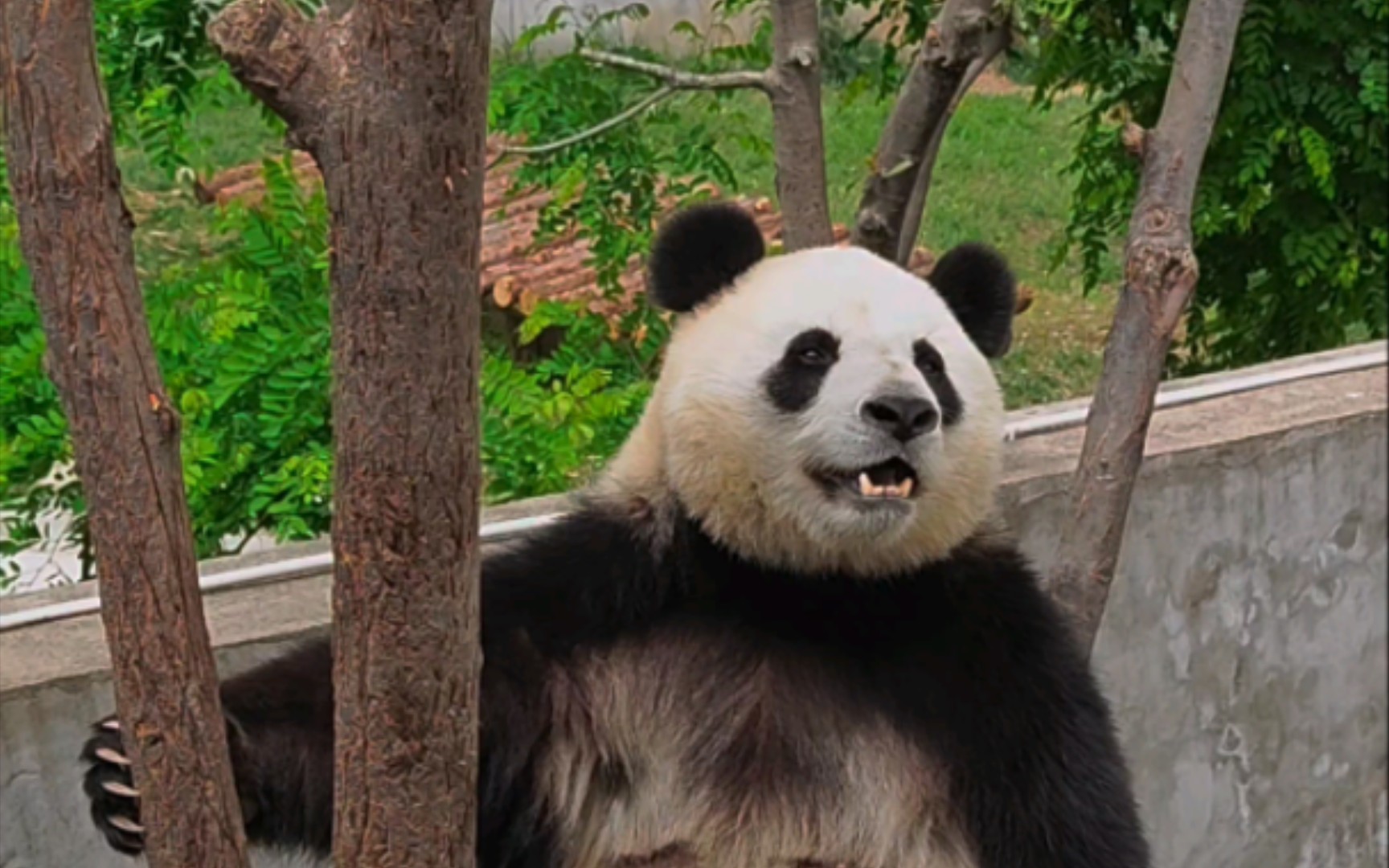 [图][大熊猫小馨]小馨馨，什么时候才能再次看见你在树上对我微笑呢？（库存）