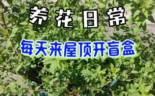 Descargar video: 养花日常‖还是把没有花苞的喷雪花、绣线菊、蓝雪花搬到屋顶了，现在就每天上来看看，有没有被偷走。来开盲盒了！！！！