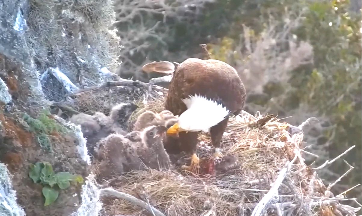 白头海雕妈妈给三只幼鸟喂鸟肉
