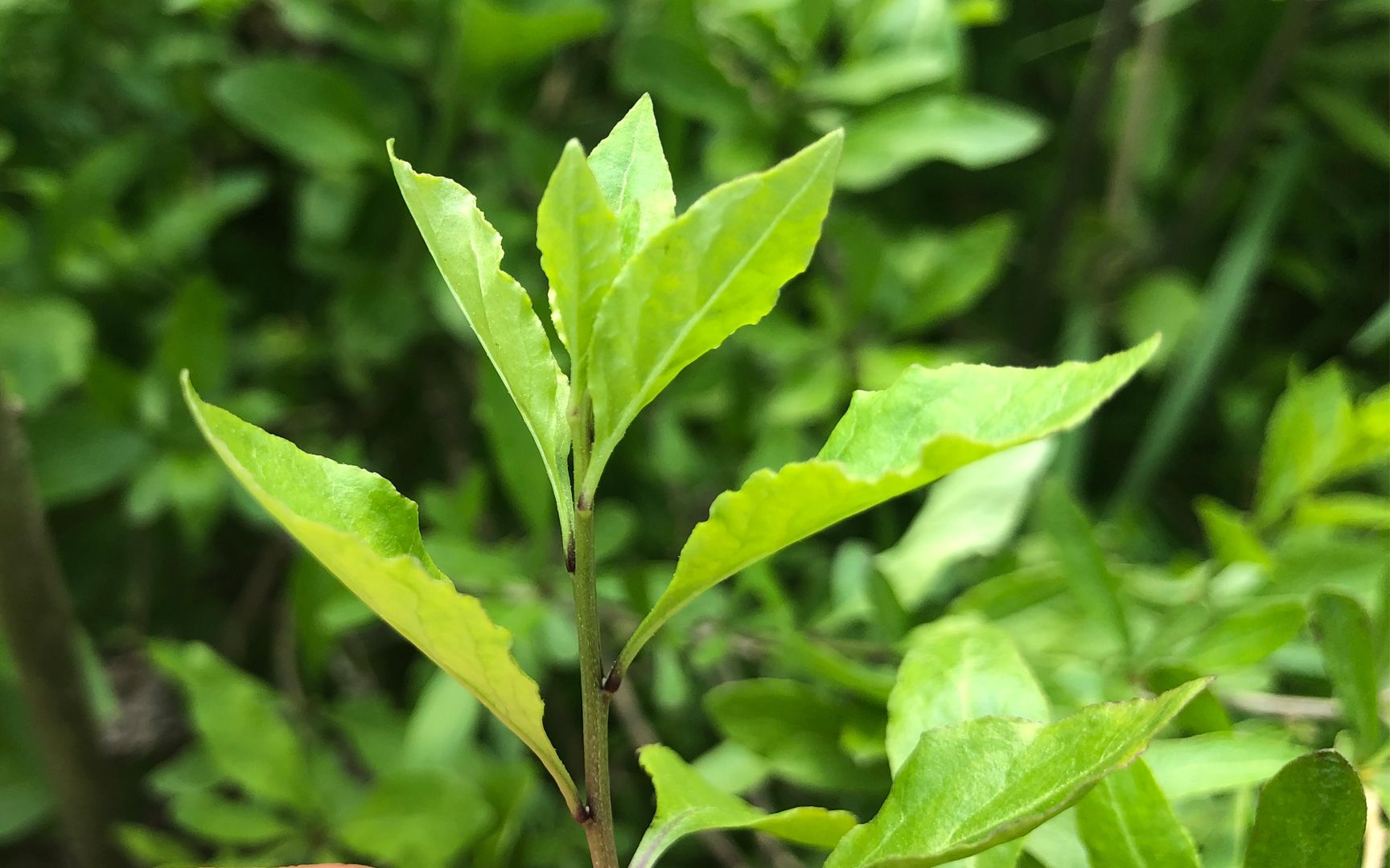 野生枸杞浑身都是宝,连它的叶子都能吃!你有没有吃过?