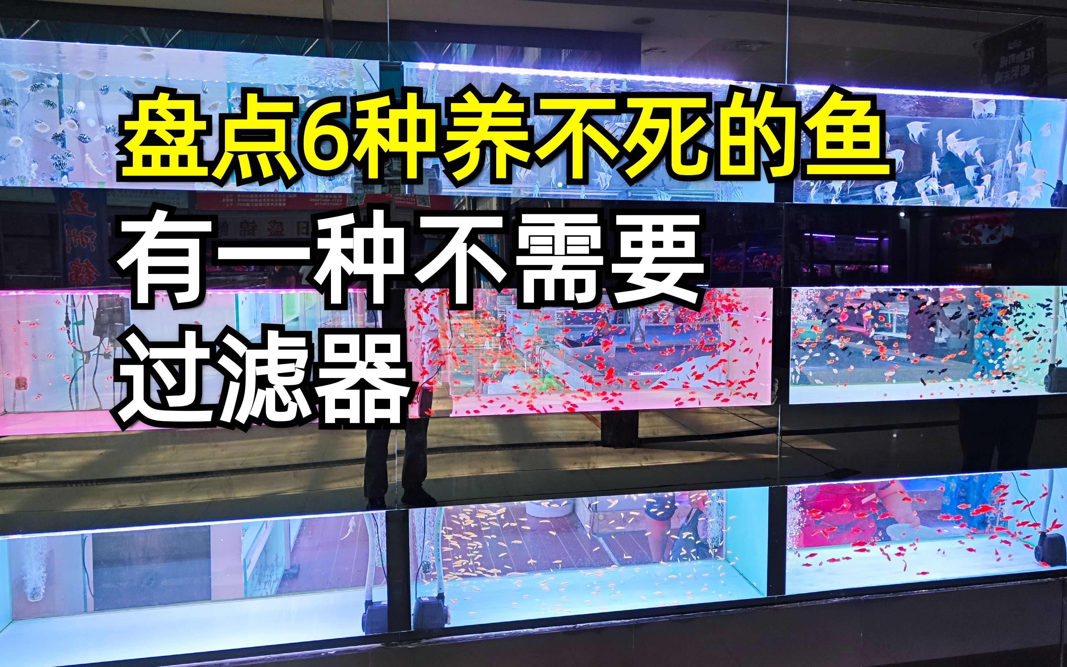 盘点6种养不死的观赏鱼,新手嘎嘎好养,有一种还不需要过滤器哔哩哔哩bilibili