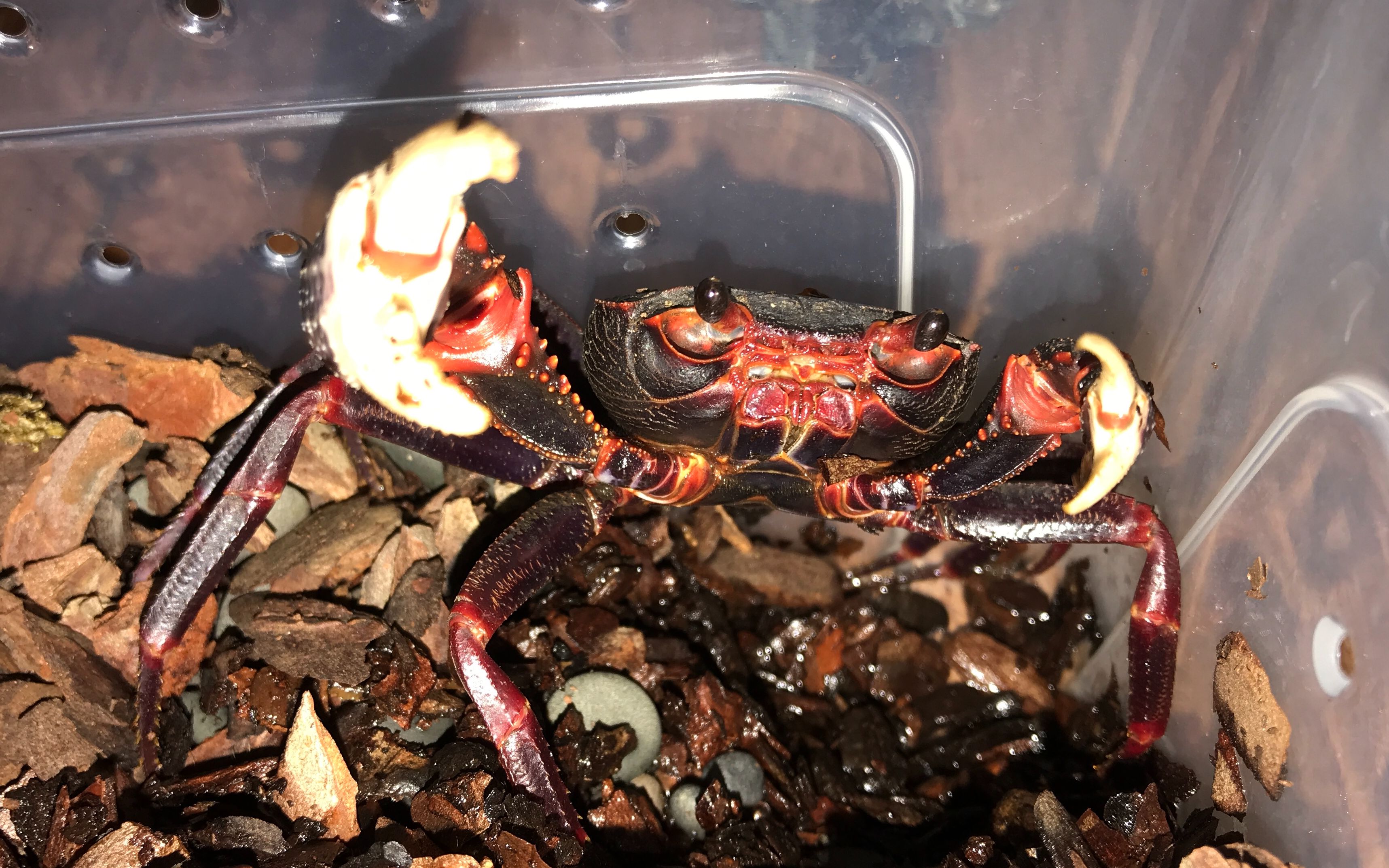 【新内溪蟹| 05】小鬼吃龟粮