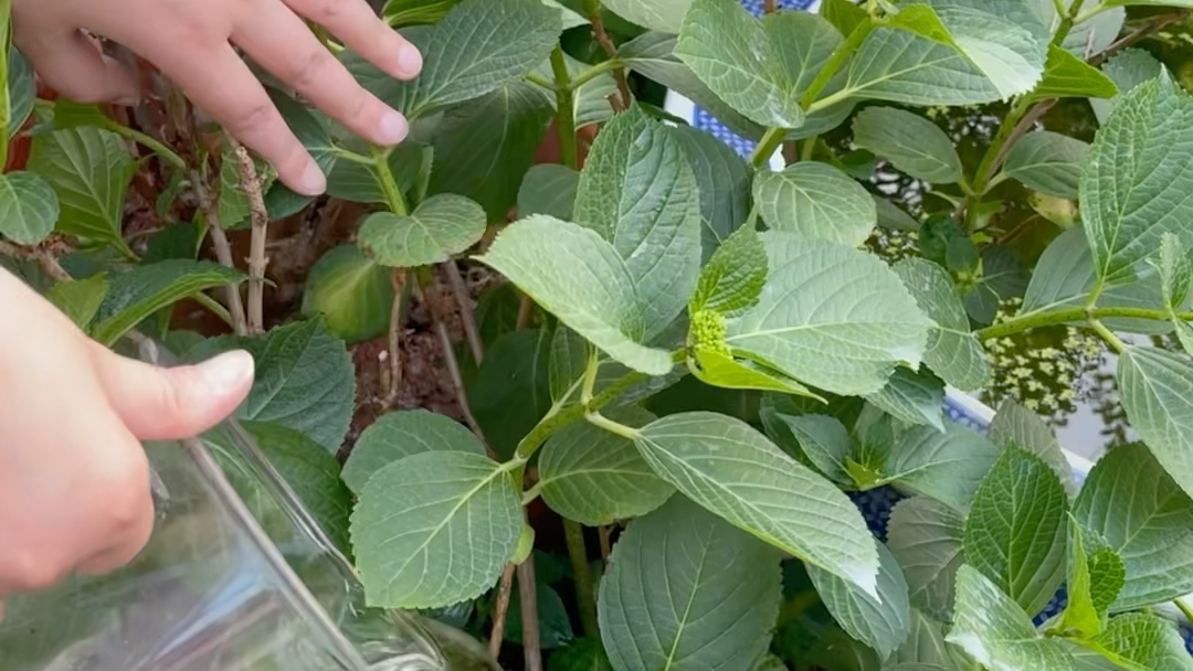 想要绣球花开花又多又大!现在就赶紧给它施肥吧!