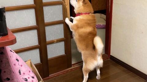 柴犬作为面具警察镇压人类 哔哩哔哩 Bilibili