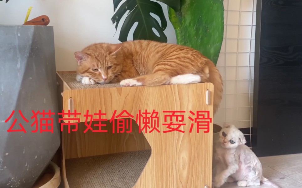 公猫带娃偷懒耍滑