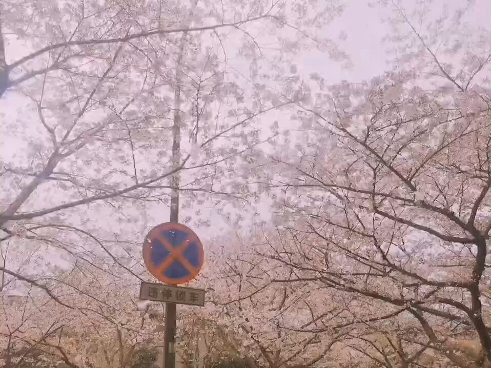 [图]【樱花雨】考古一下去年珞珈山下座机画质的樱花雨