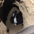 兔子的地洞，又发现一只，新出生的小兔子！