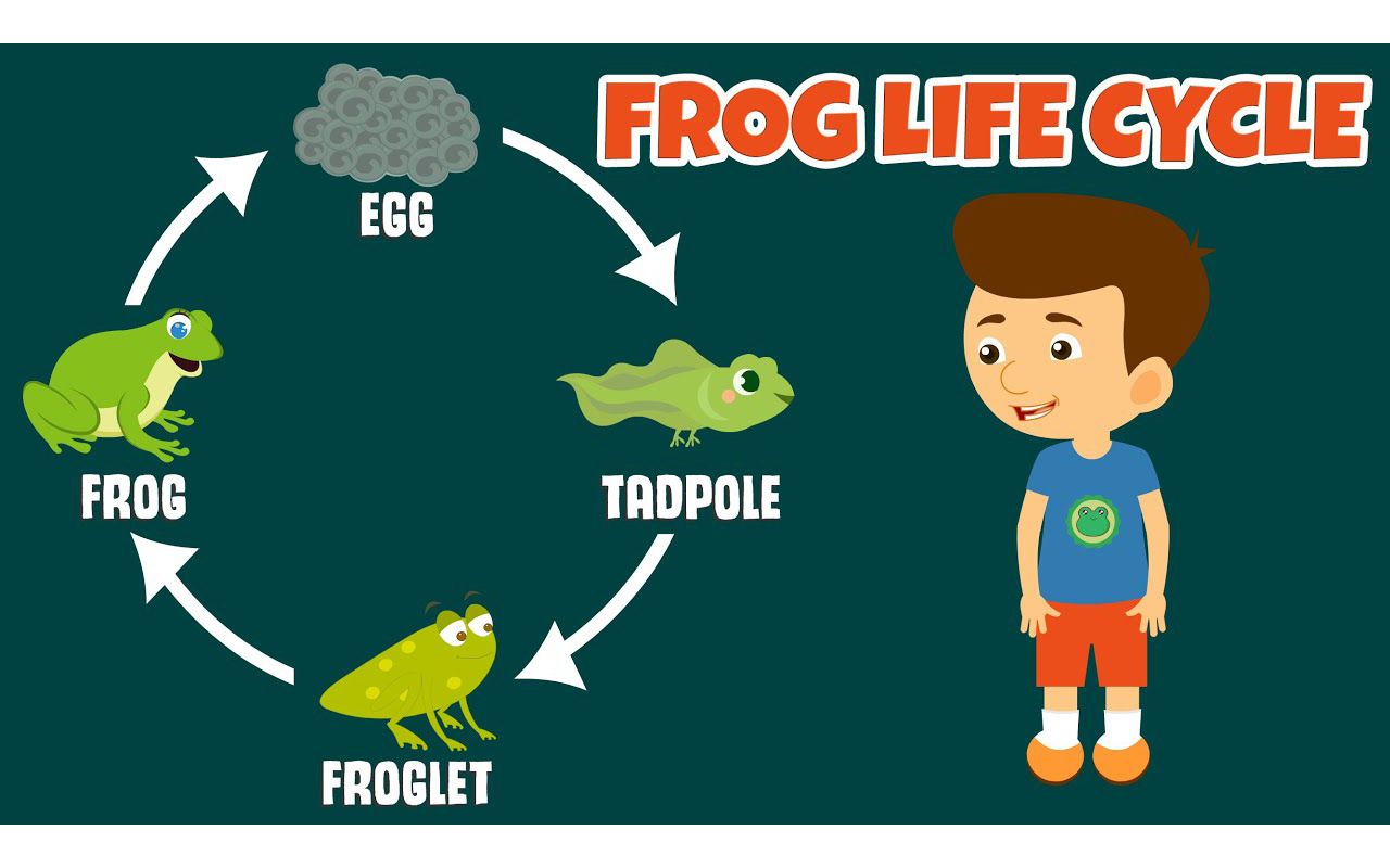 [图]The Life Cycle of a Frog ｜ Frog Life Cycle ｜ Video for Kids