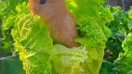 小兔子吃菜