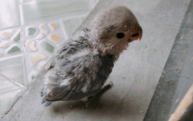 灰头土脸的萌萌哒来了