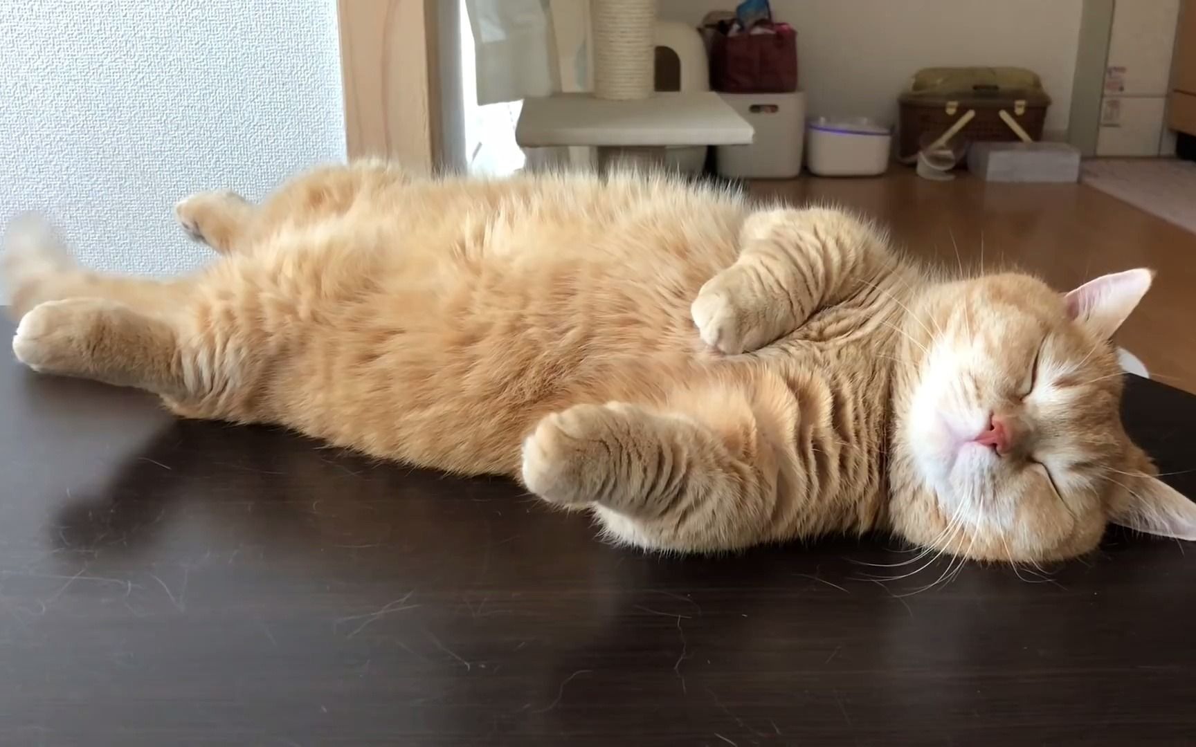 令人开心的可爱短腿曼基康猫