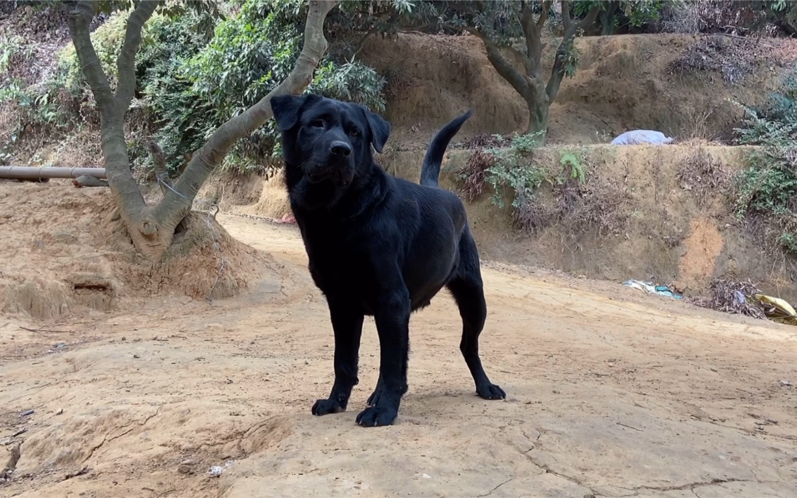 英气十足的大黑狗是抓老鼠的高手