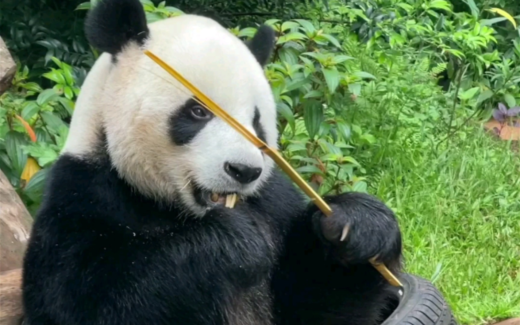 熊猫帅帅本人图片