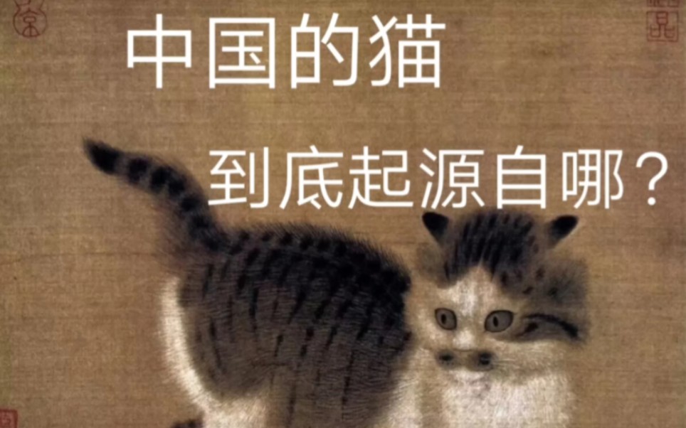 详解中国家猫的起源哔哩哔哩bilibili