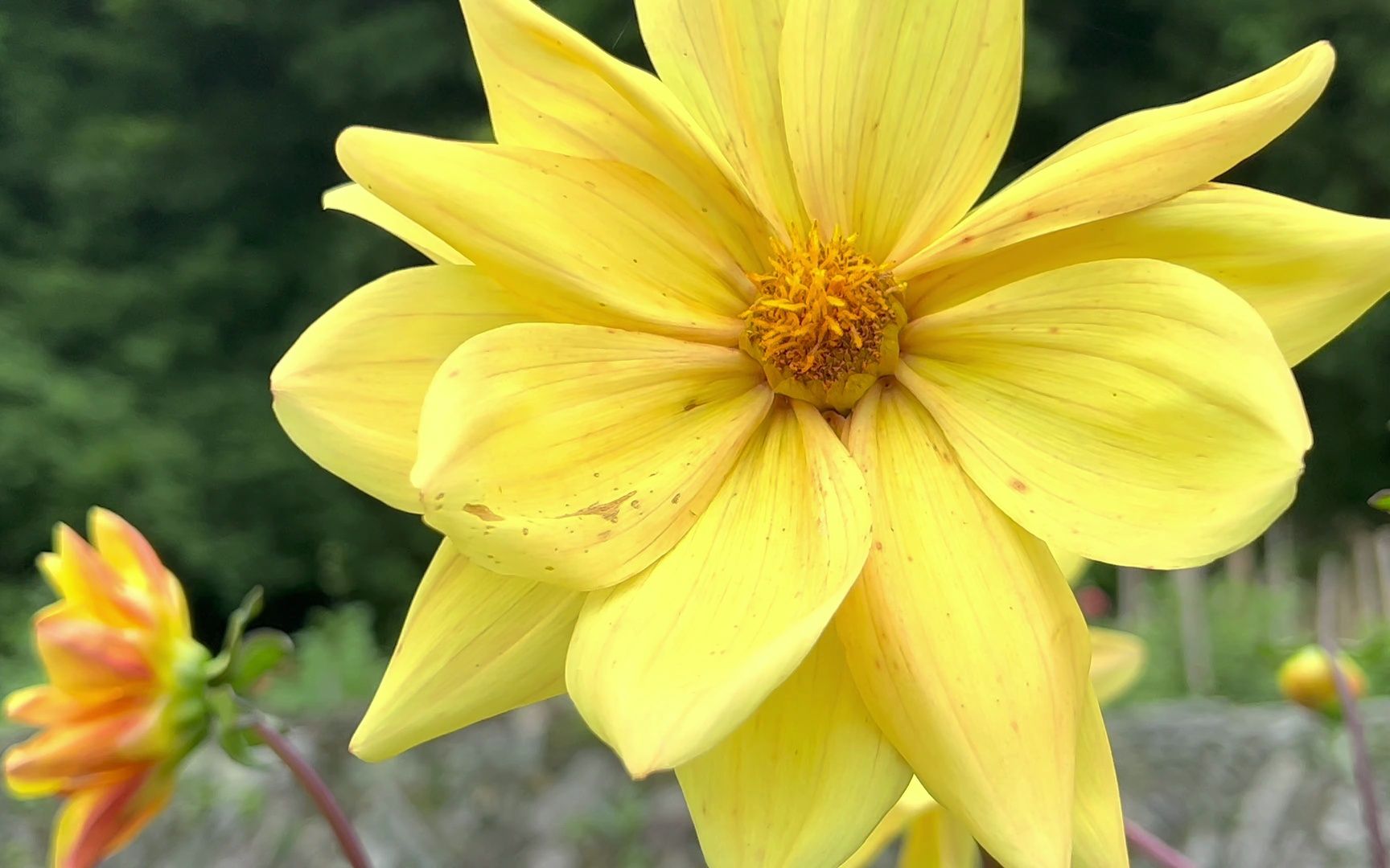 4k 半开的夏日大丽花