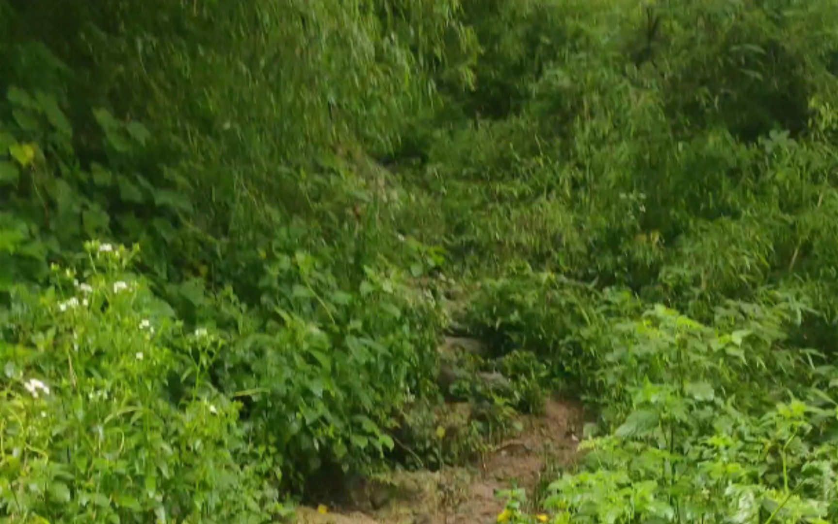 [图]泾县响山（2）登山道中