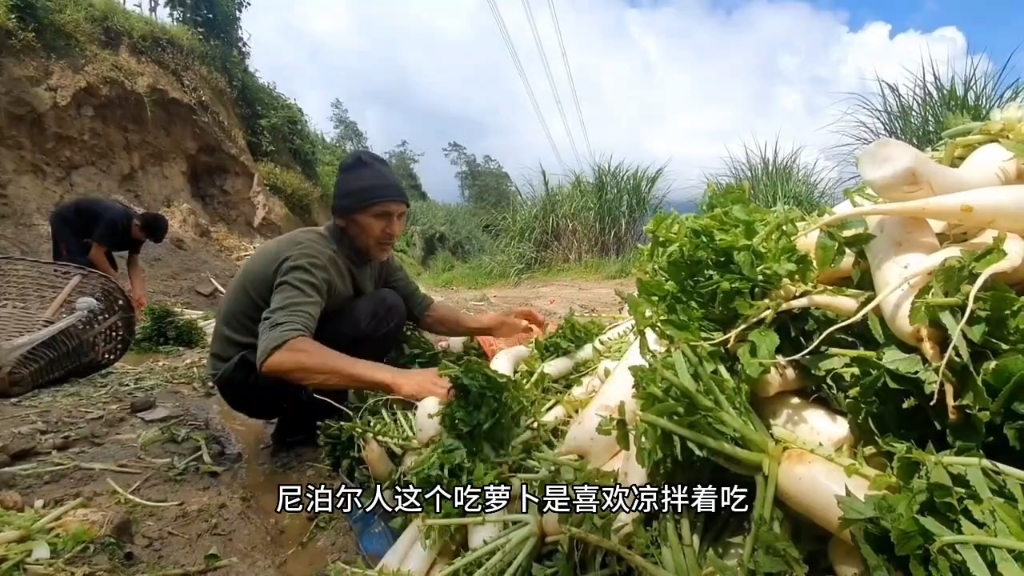 中国老板在尼泊尔山区投资种菜,年收入百万,中国小伙心动想入股哔哩哔哩bilibili