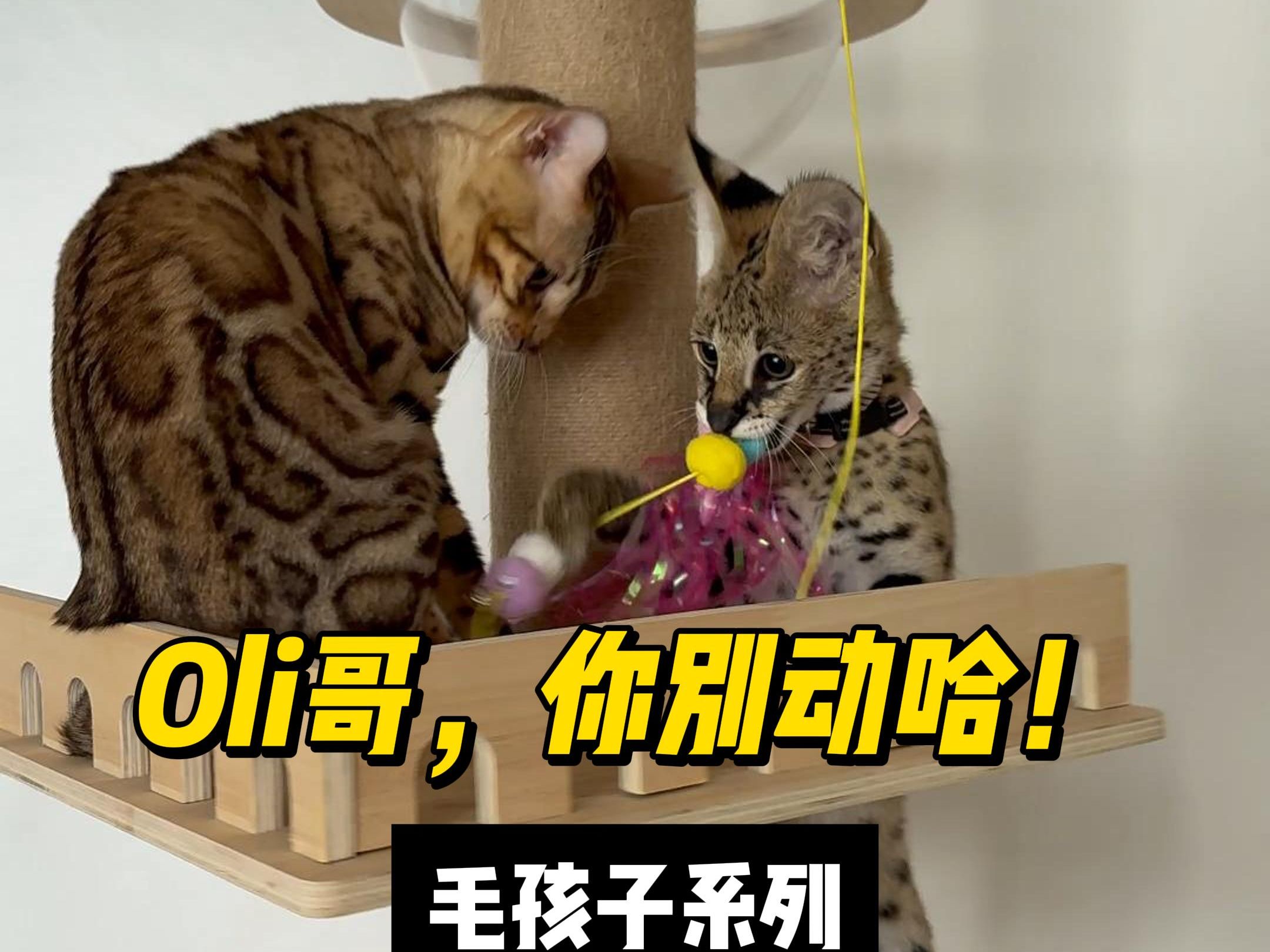 薮猫Kira真的很聪明会玩 #猫 #猫咪日常 #猫玩具 #萌宠哔哩哔哩bilibili