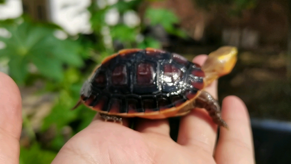 叶子的奇异宠物店黄缘闭壳龟浙江衢州金辉龟业黄缘台缘安缘大陆缘半