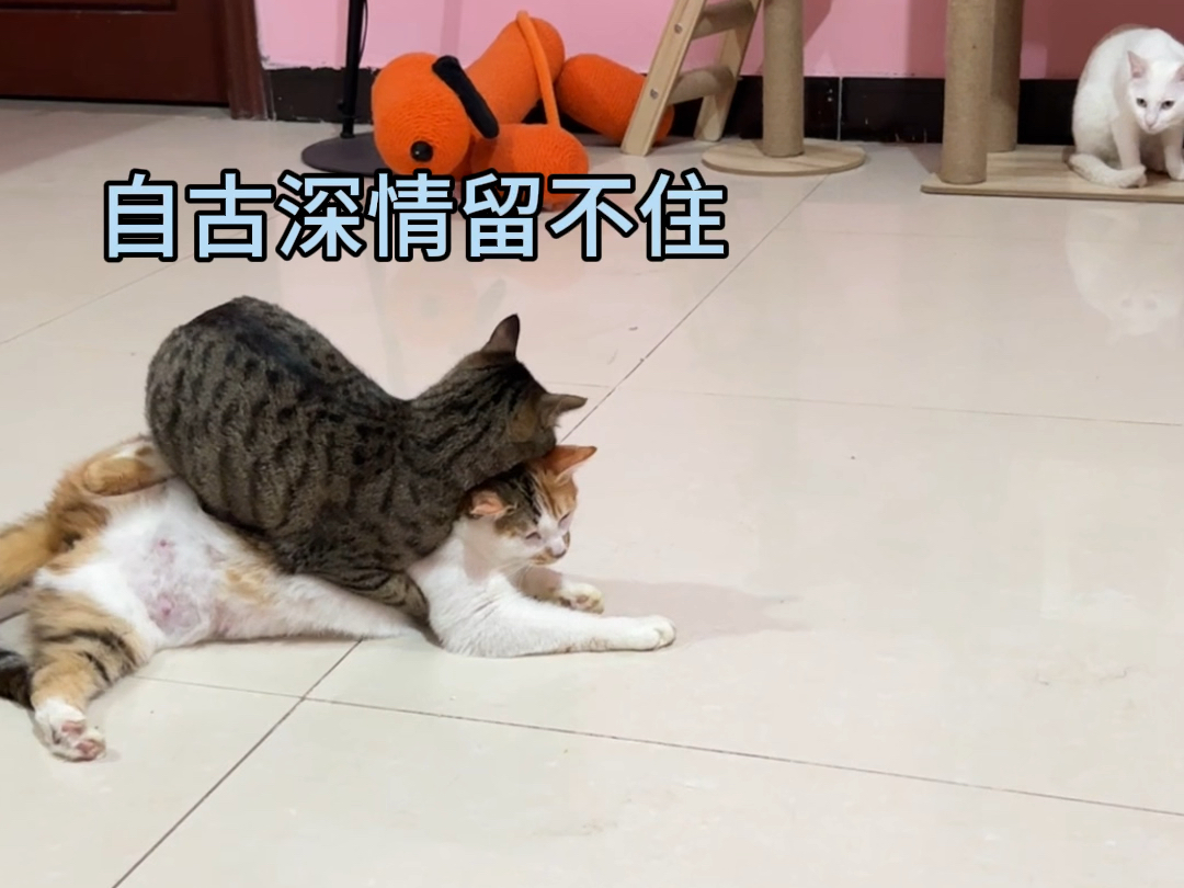 举头~哔哩哔哩bilibili