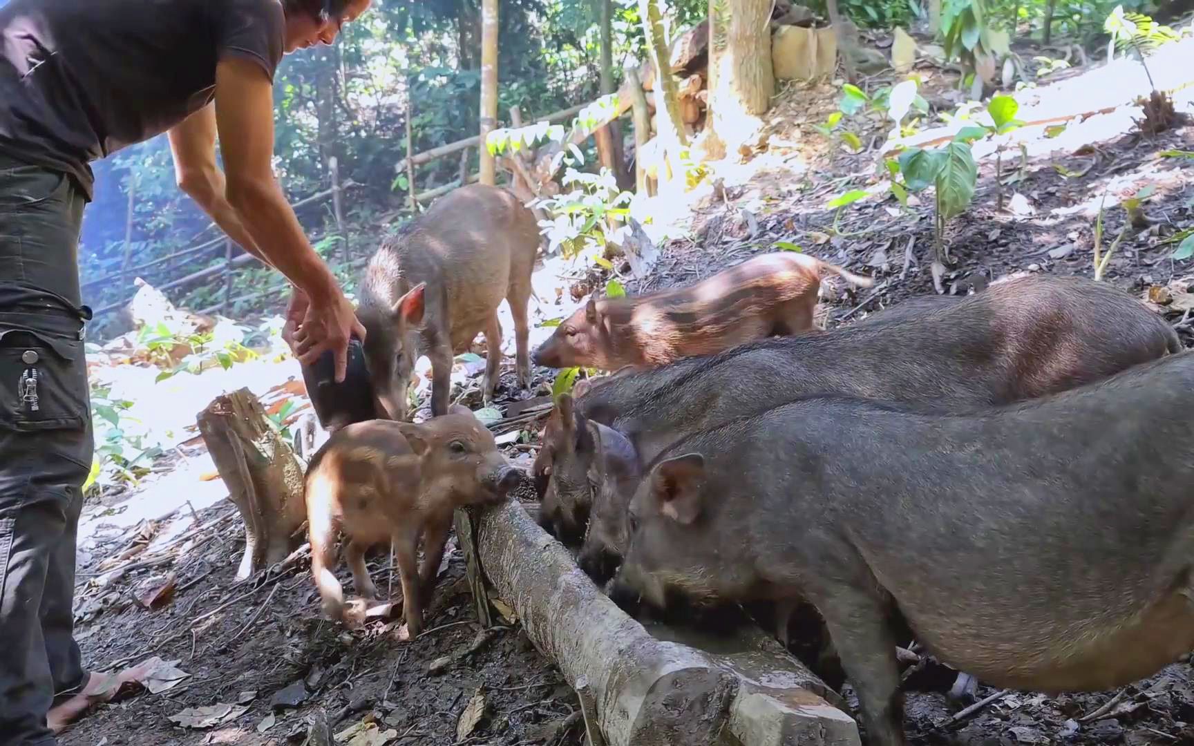 隐居深山的养殖大户,做富有的荒野人,原始丛林生活哔哩哔哩bilibili