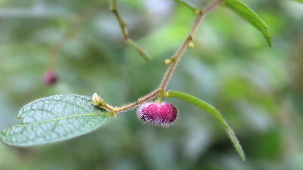 漆大姑_杨根锚岭南草药香港原生植物赏识_哔哩哔哩 (゜-゜)つロ 干杯
