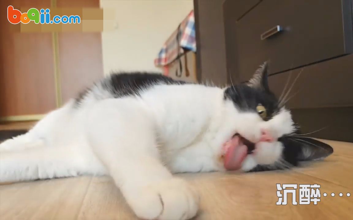 443期:猫与猫薄荷哔哩哔哩bilibili