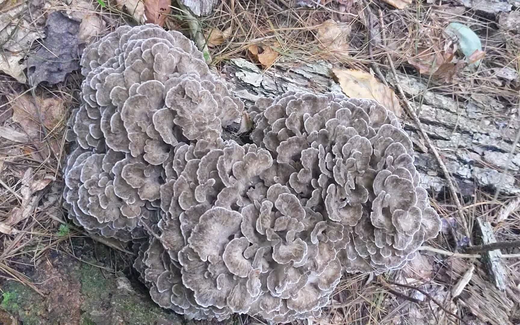 美东秋天的美味,野生舞菇