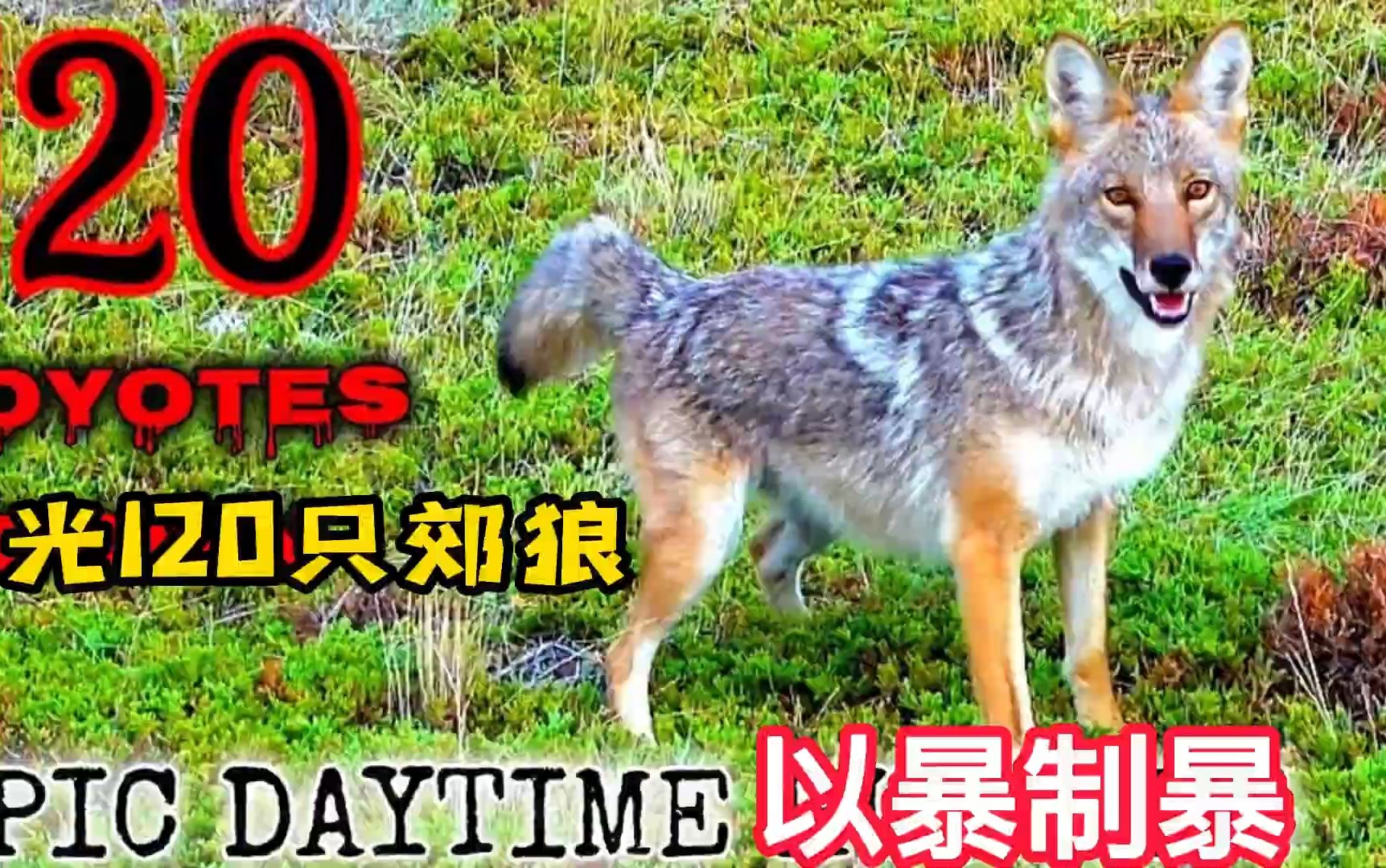 【以暴制暴】一口气狩猎120只灰狼,是一种什么样的体验?哔哩哔哩bilibili