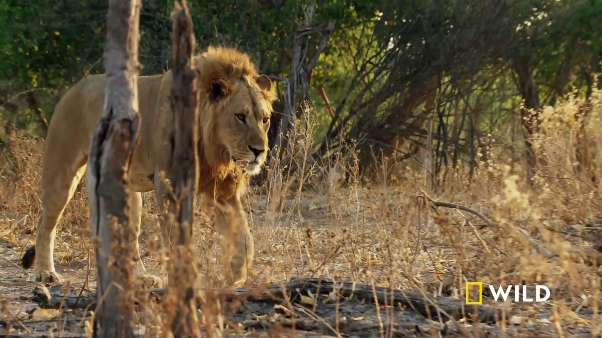 塞伦盖地马赛马拉
