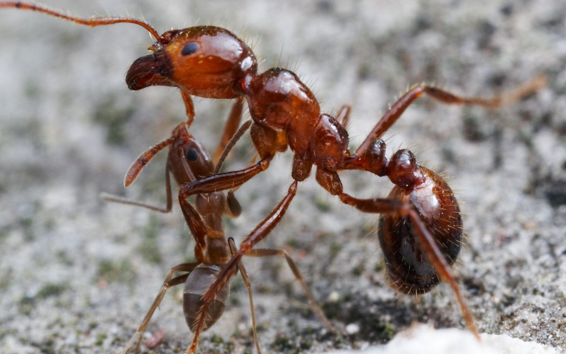 蚂蚁大战蜘蛛图片