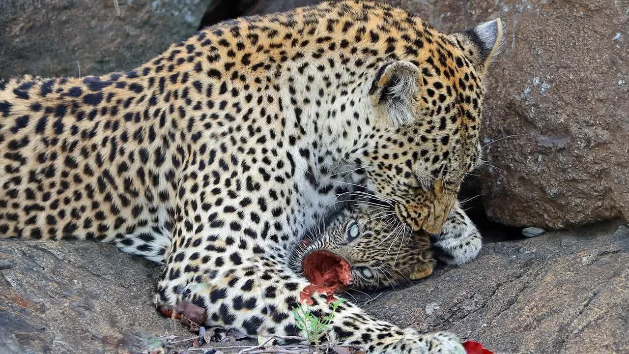 疯狂动物园-母豹对她的幼崽毫不留情