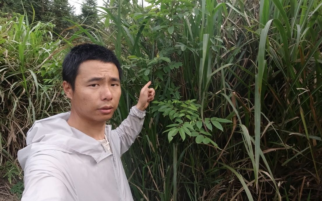 碰到这种植物要小心,农村老人说它会“咬人”,最好就是避而远之哔哩哔哩bilibili