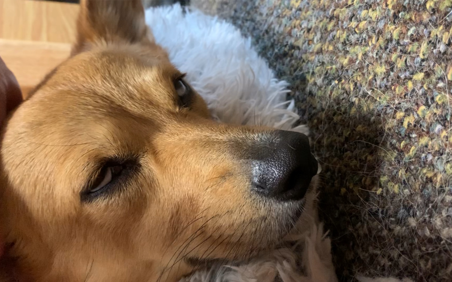 柯基困到翻白眼