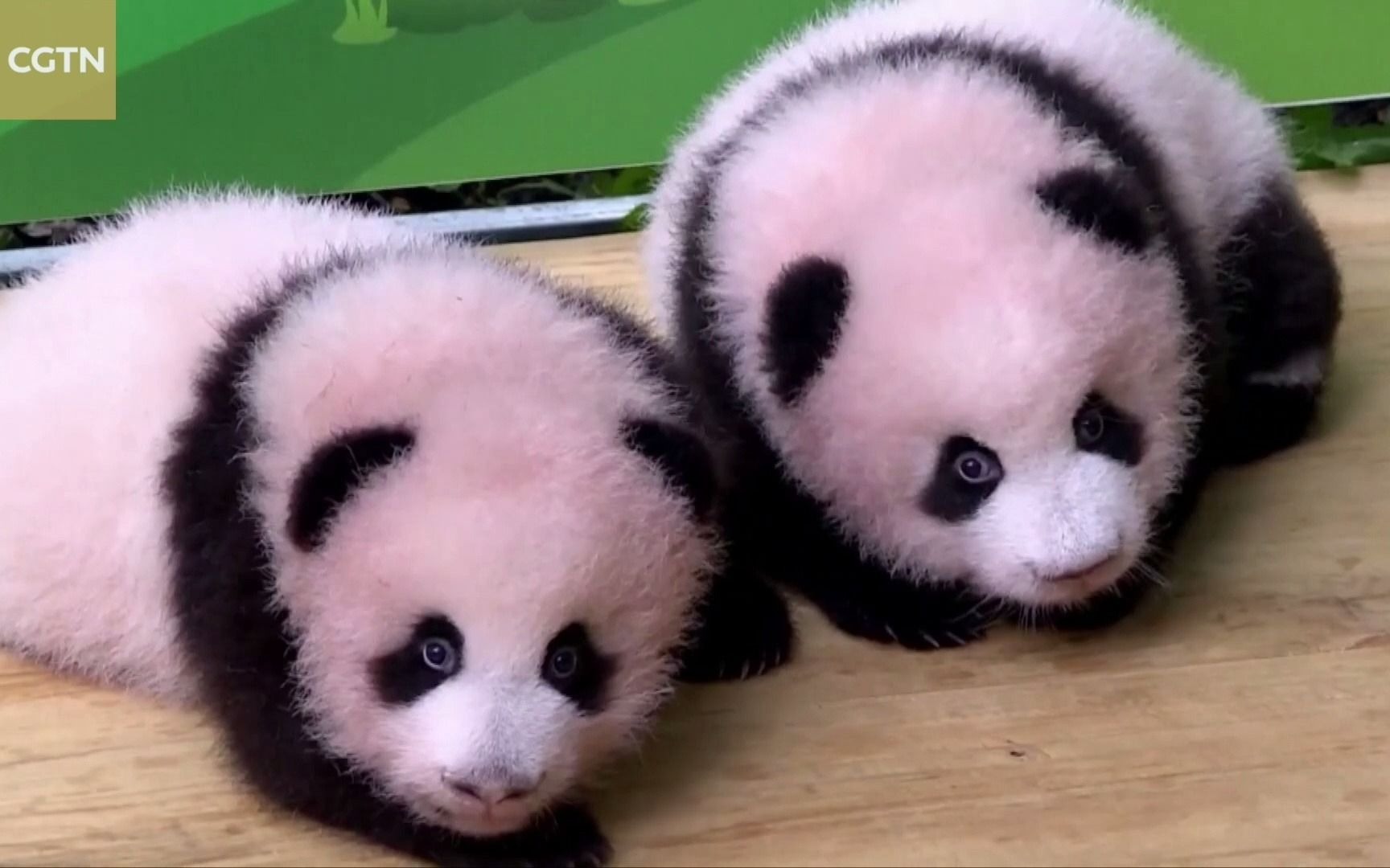 重庆熊猫宝宝满百日,快来抱走今日份芝麻团子!