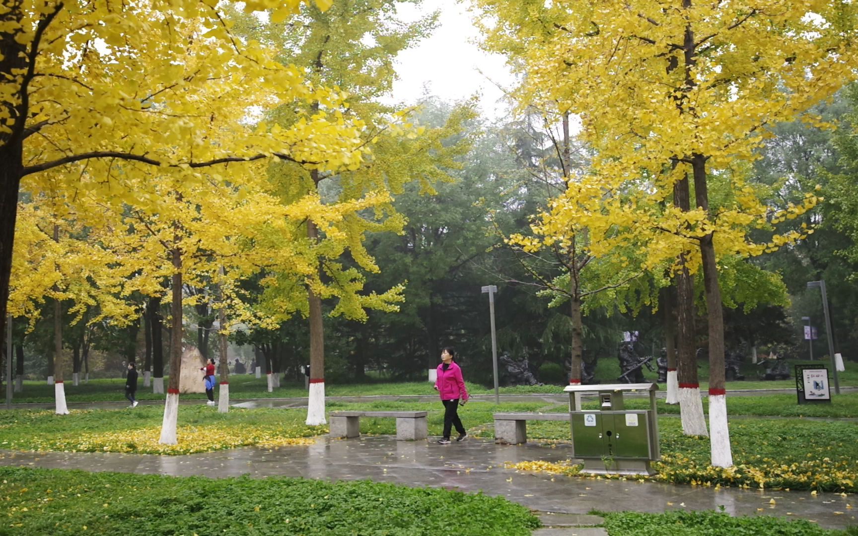 陝西渭南朝陽公園銀杏林秋色