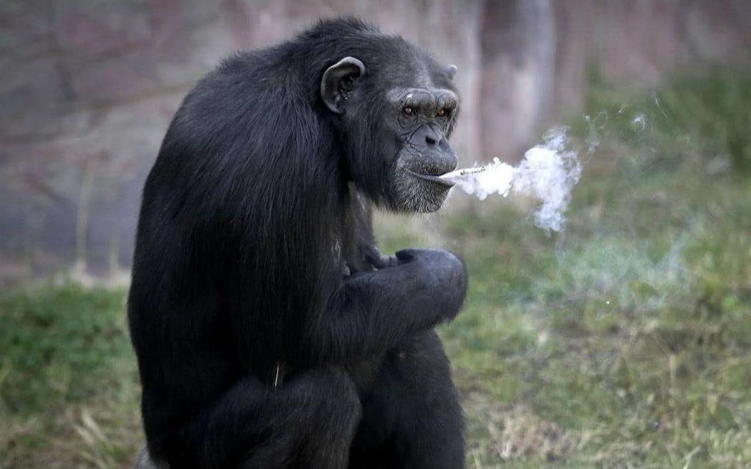 当年被美国人送上太空的黑猩猩哈姆,最后的结局是什么?看完令人惋惜