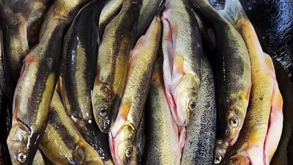 東北野生魚三花五羅一倒十八籽醬燉