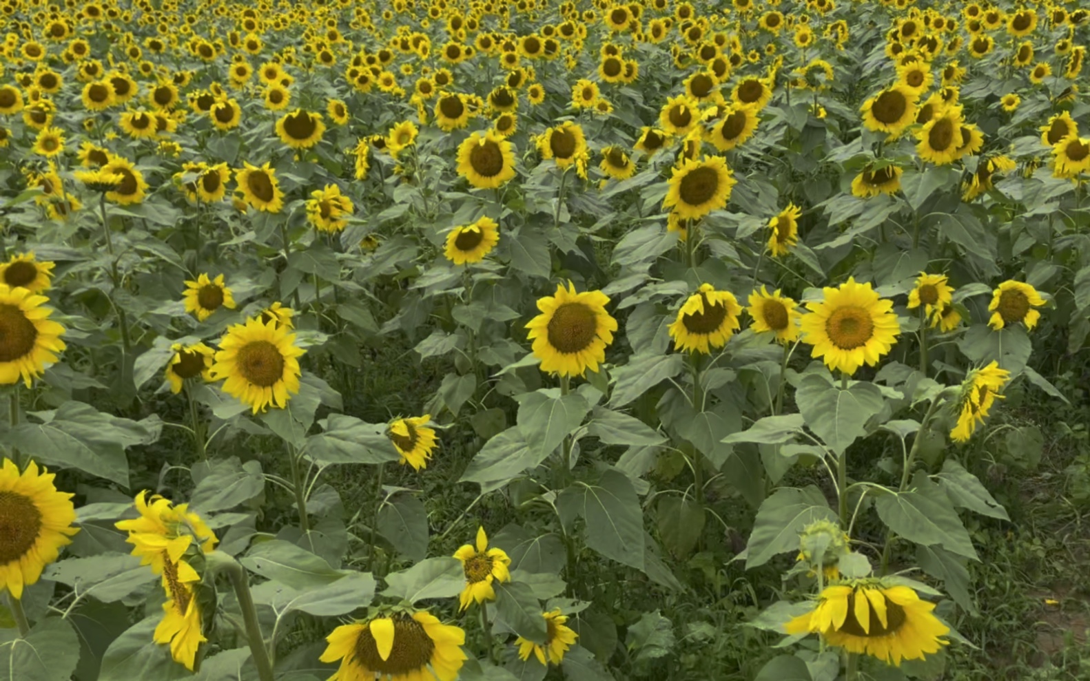 来看成片成片的向日葵吧