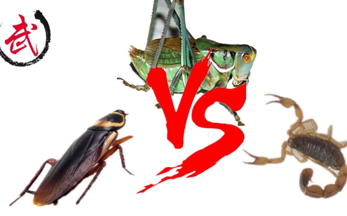 面对蟑螂和蝎子,蝈蝈会有什么样表现