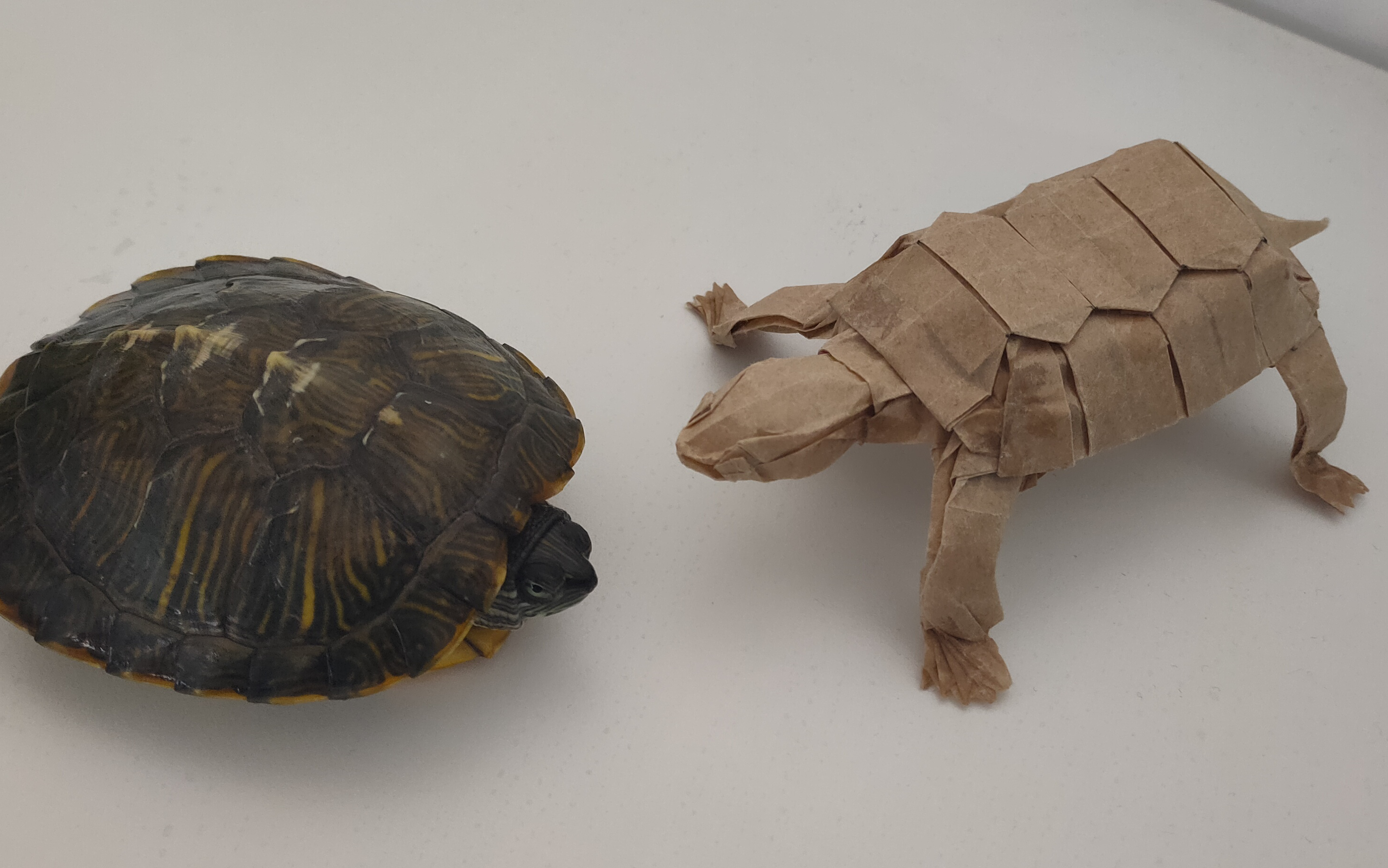 折纸折一只小乌龟给这只巴西龟做个伴