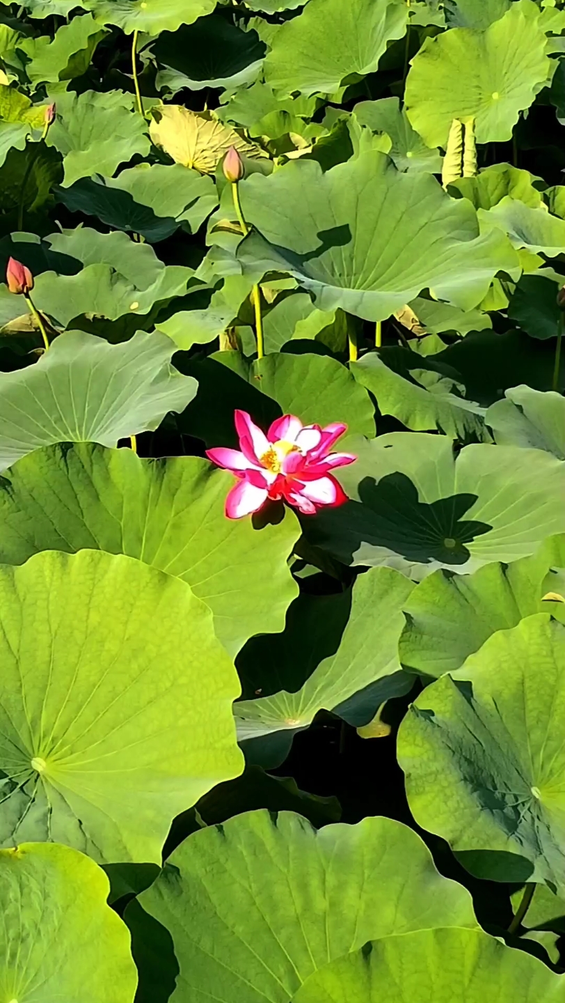 西安赏荷花 莲湖公园