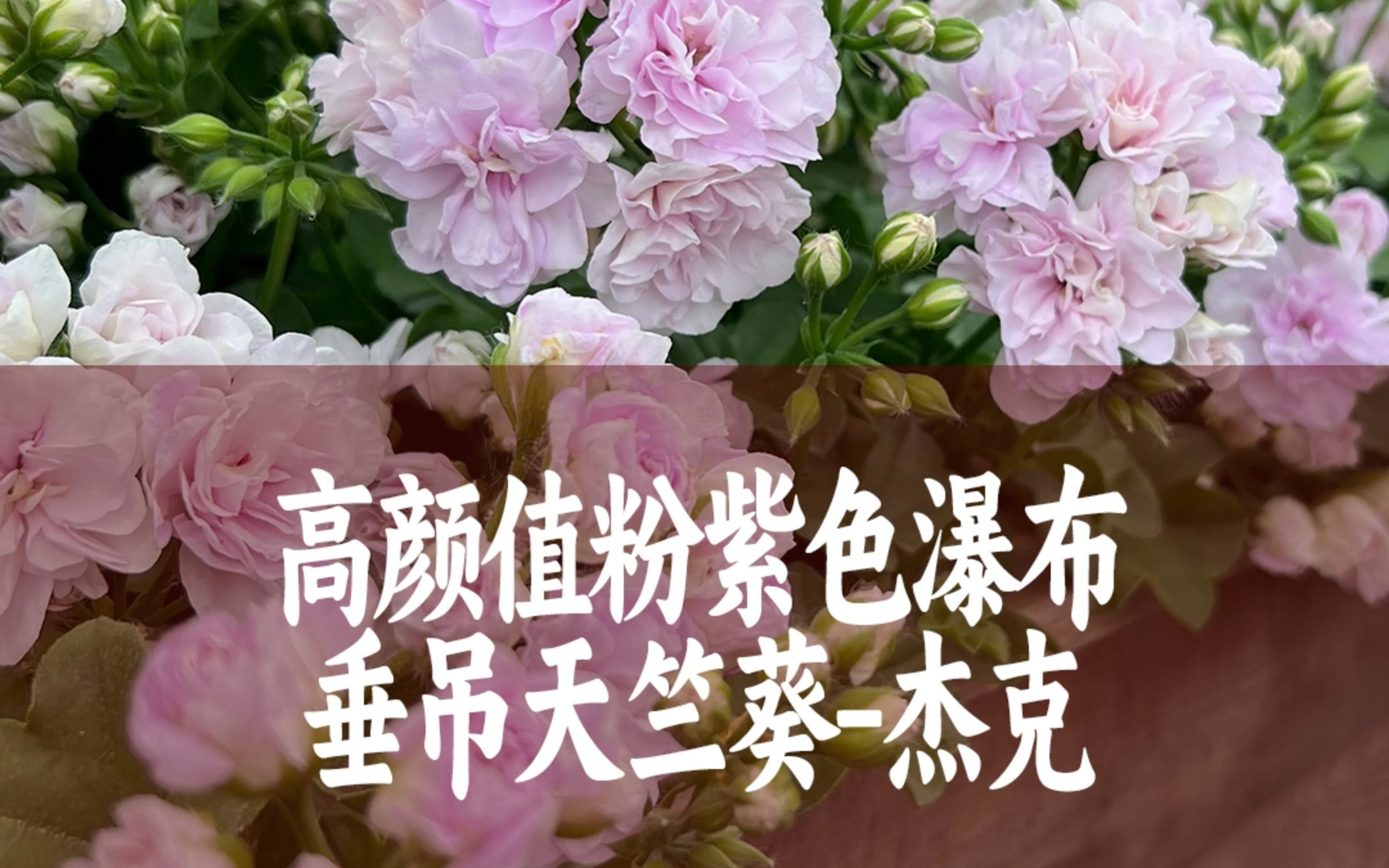 【惠惠的花园】高颜值的粉紫色花瀑布-杰克 垂吊天竺葵中仙气满满的