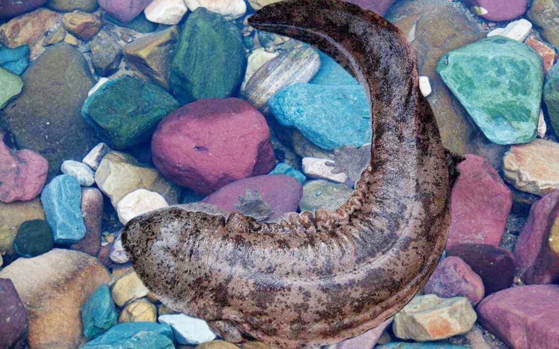 全世界最大的大鲵在张家界,如今已有两百多岁,堪称神兽